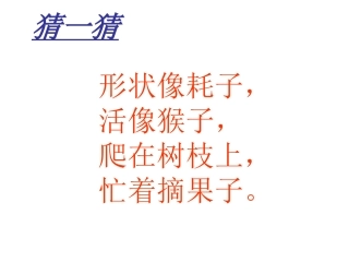 松鼠和松果1