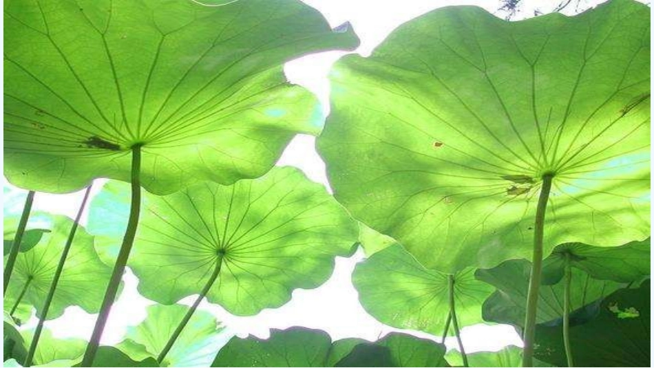 (部编)人教语文2011课标版一年级下册13荷叶圆圆-(4)_第1页