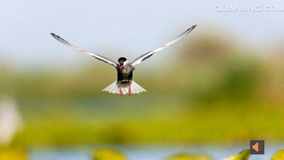 蓝色的多瑙河_第2页