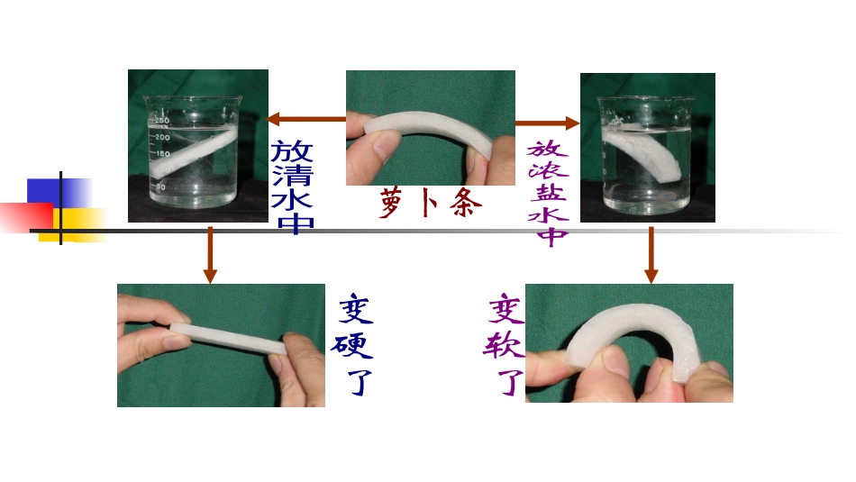 细胞膜(2)细胞的吸水和放水、细胞膜对信息的接受_第3页