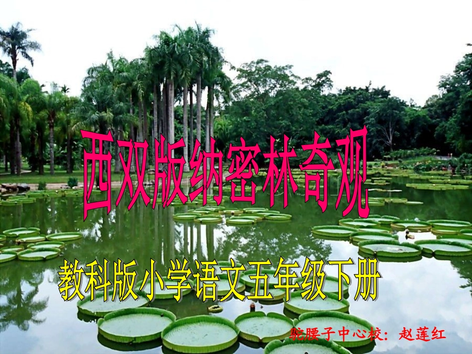 西双版纳密林奇观_第1页