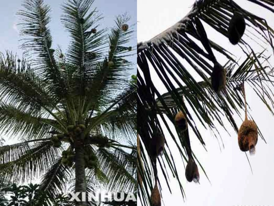 西双版纳密林奇观_第3页