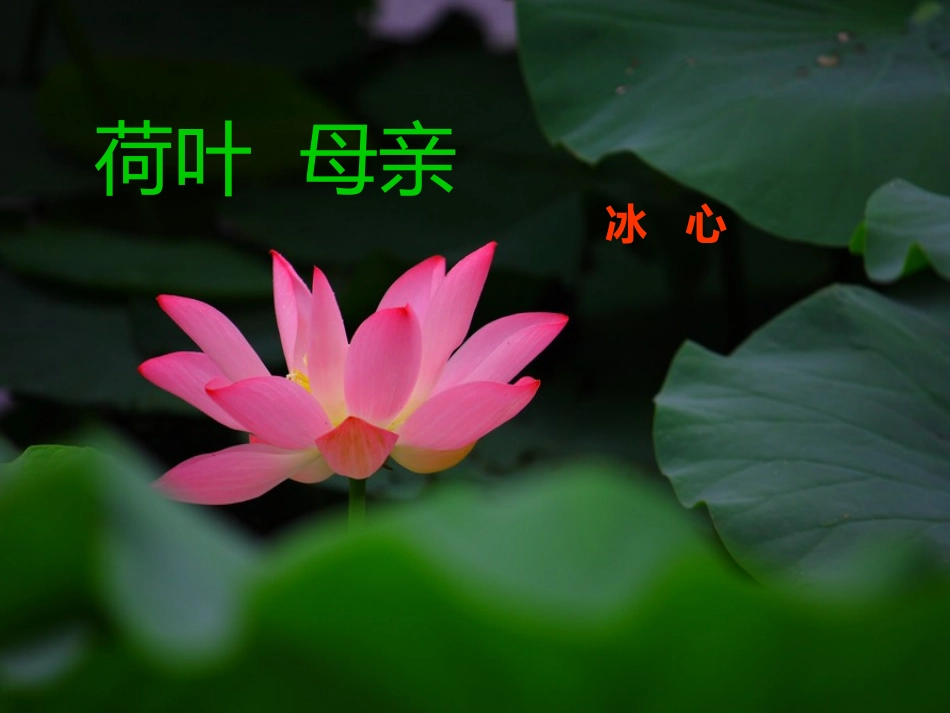 (部编)初中语文人教2011课标版七年级上册荷叶-母亲-(3)_第1页