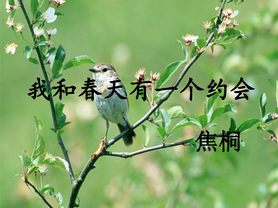 我和春天有一个约会_第1页