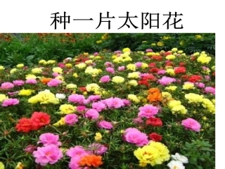 《种一片太阳花》1课时