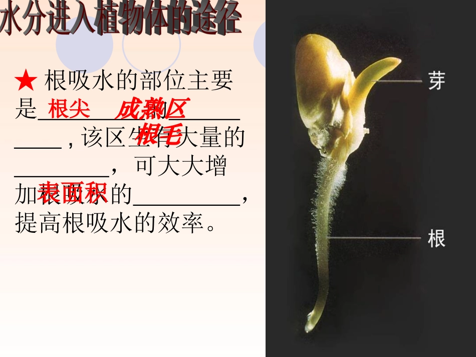 初一生物第三章绿色植物与生物圈的水循环_第3页