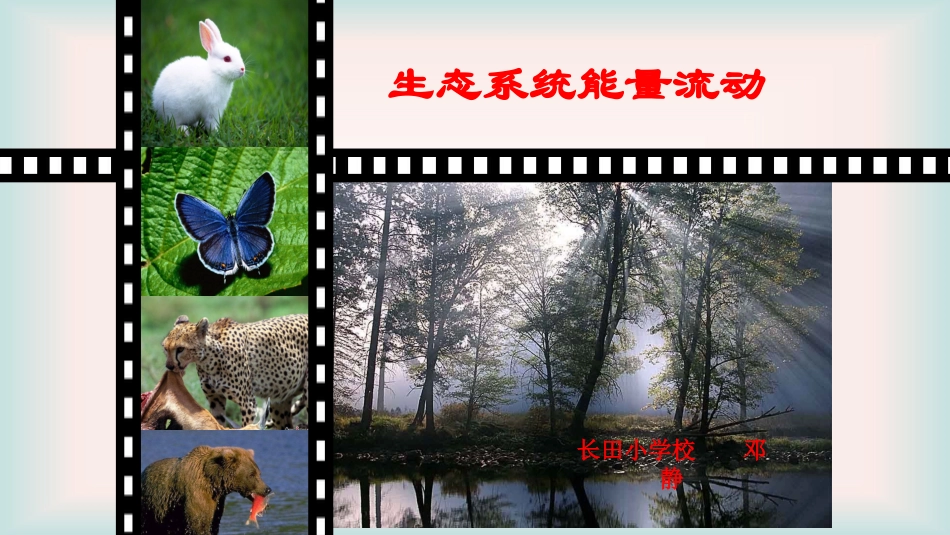 第三节能量流动和物质循环_第1页