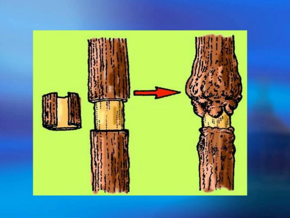 探究茎的其他作用_第3页