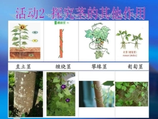探究茎的其他作用