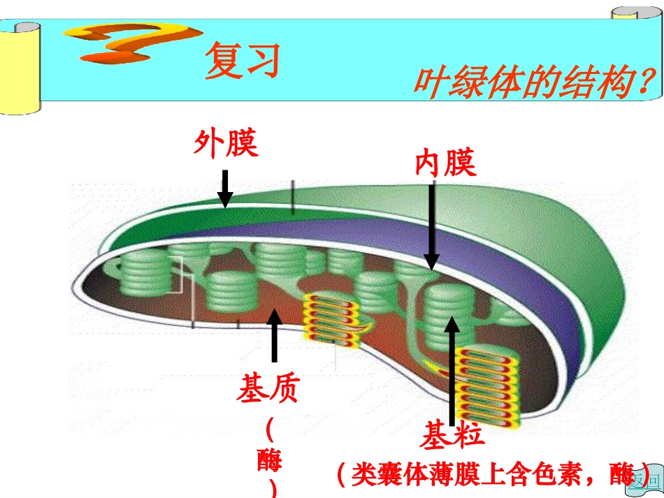 一细胞学说的建立_第3页
