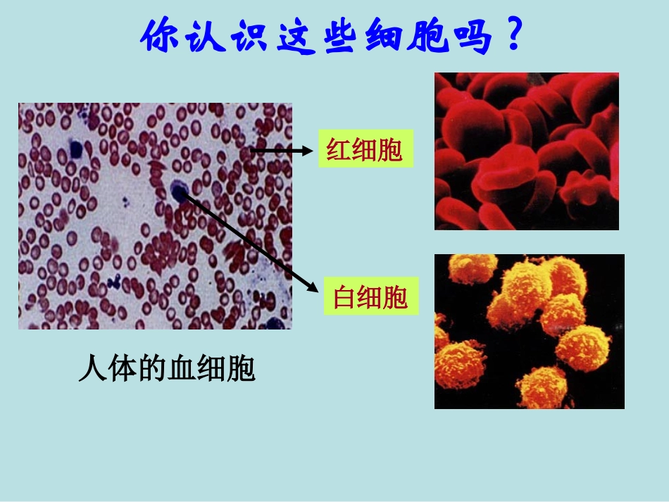 生物：12《细胞的多样性和统一性》课件(新人教版必修1)(3)_第3页