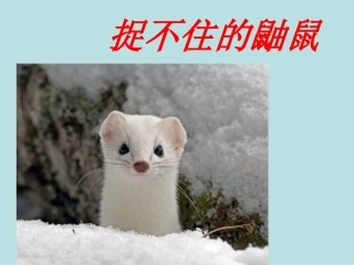 捉不住的鼬鼠──时间片论-(2)