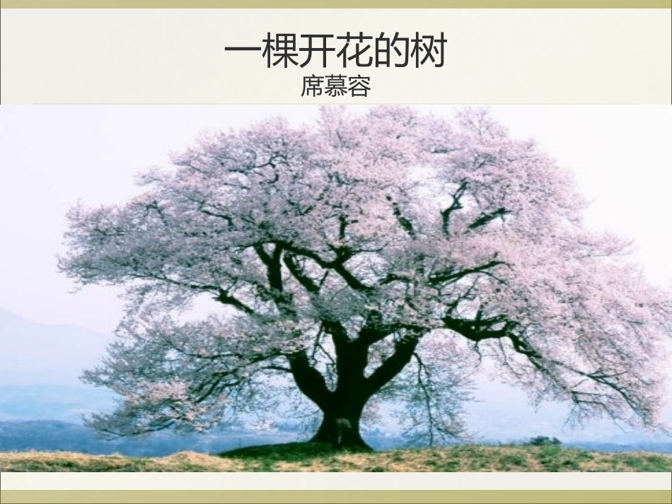 21-一棵开花的树_第1页