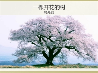 21-一棵开花的树