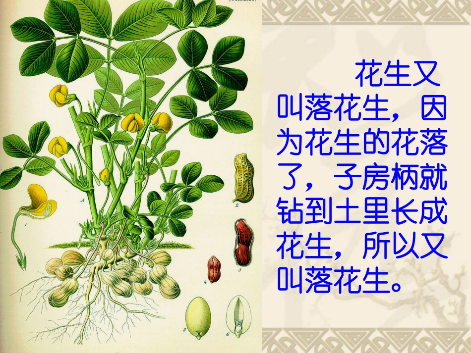 15.落花生(第一课时)_第2页