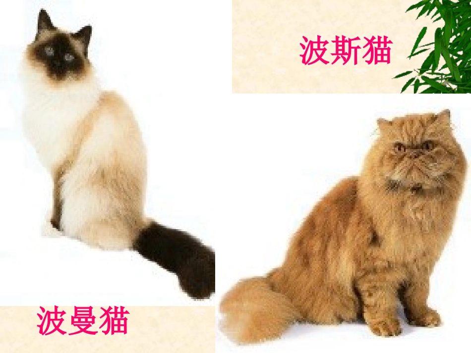 15《-猫》ppt课件_第2页