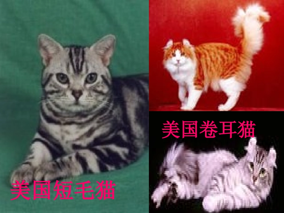 15《-猫》ppt课件_第3页