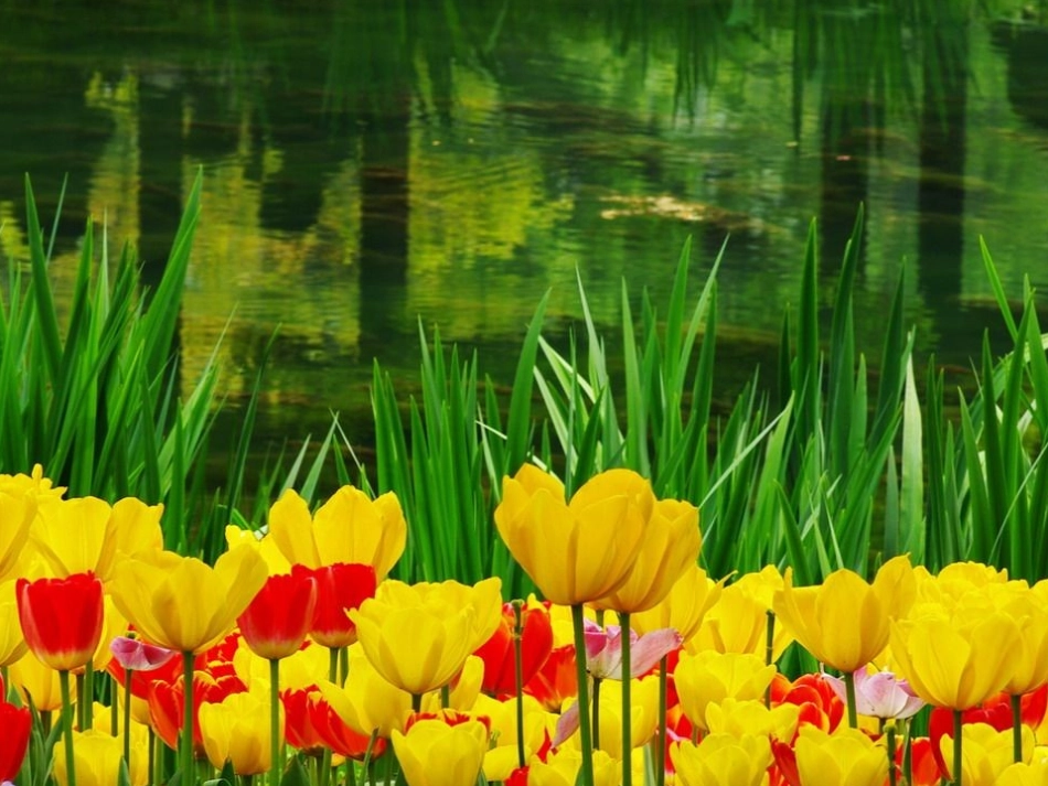 二年级语文花孩子课件_第2页