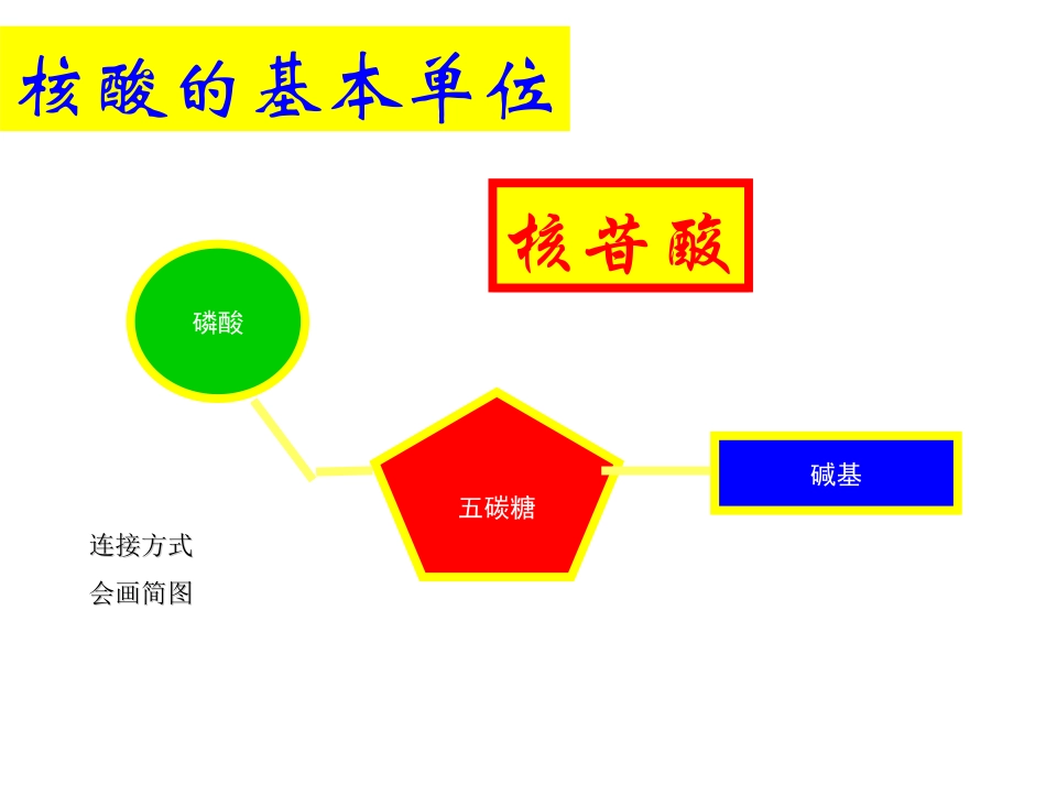 《遗传信息的携带者——-核酸》演示文稿1_第3页