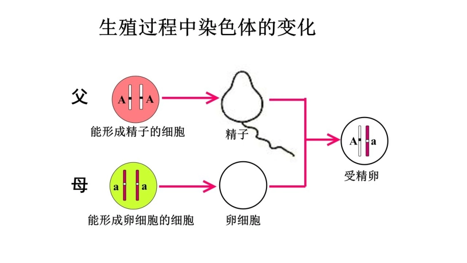 第三节基因的显性和隐性-(2)_第2页