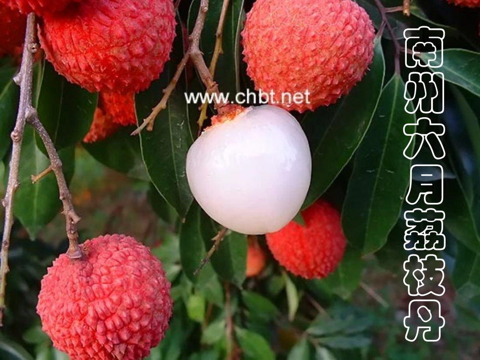 十二南州六月荔枝丹_第1页