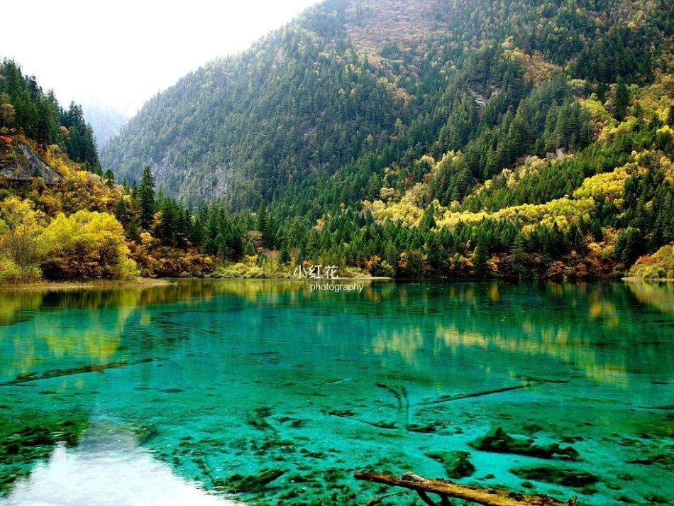 爱护植被-绿化祖国-(2)_第2页