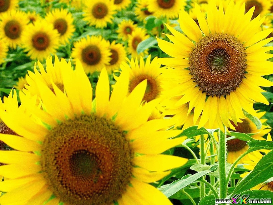 圆的认识.(改)_第3页