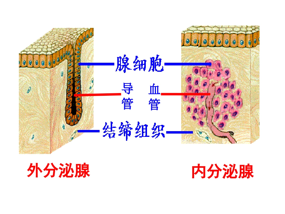 第1节人体产生的代谢废物-(2)_第3页