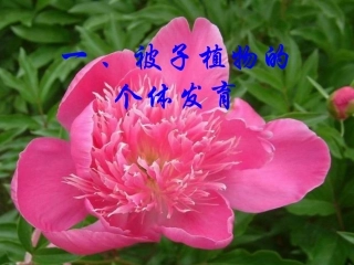 被子植物个体发育