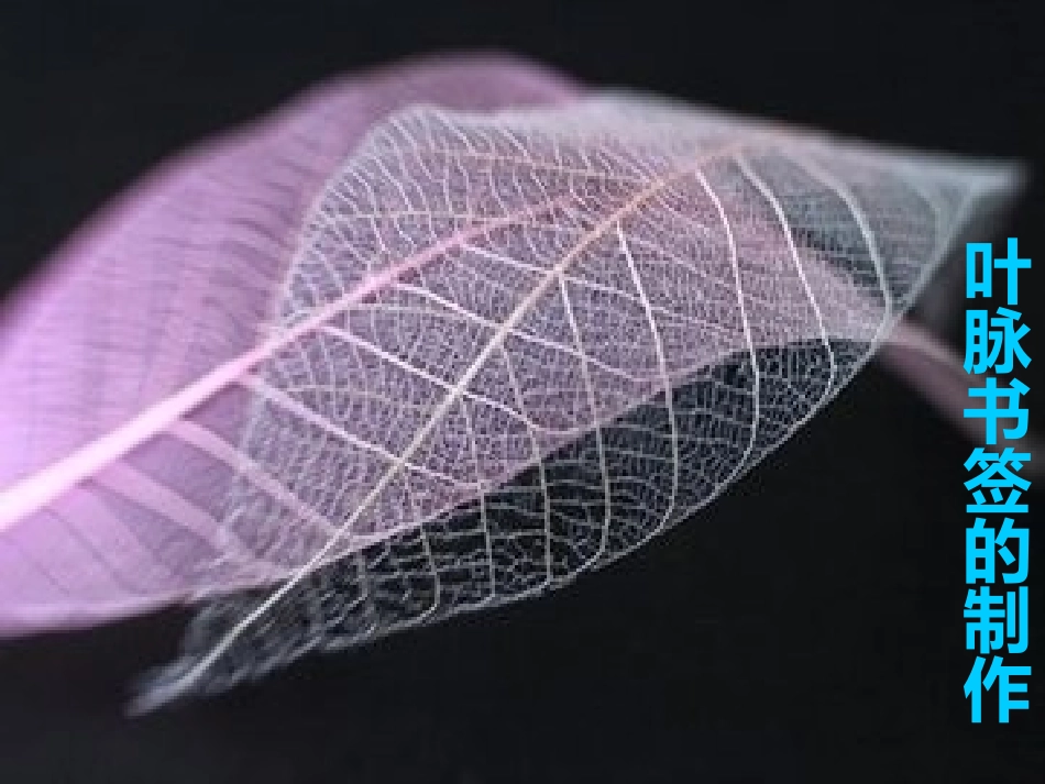 生物学艺术-动物与造型艺术_第1页