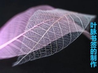 生物学艺术-动物与造型艺术