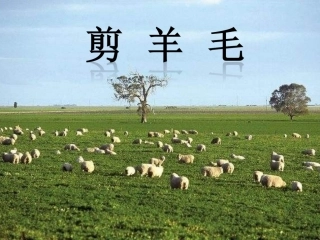 剪羊毛-(3)