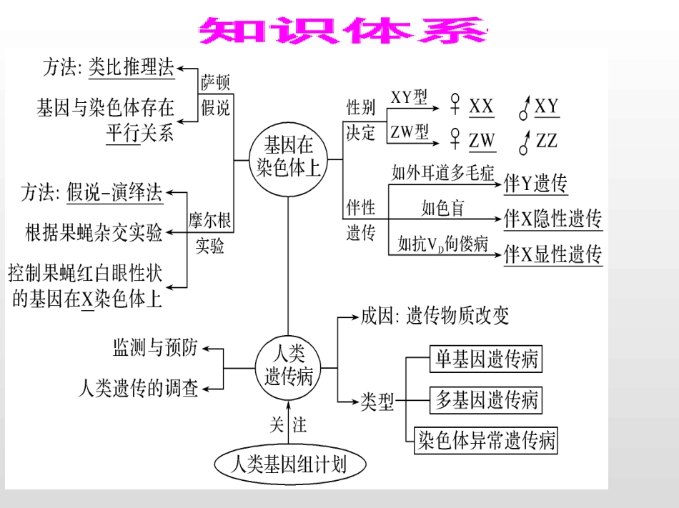 二人的伴性遗传-(2)_第3页