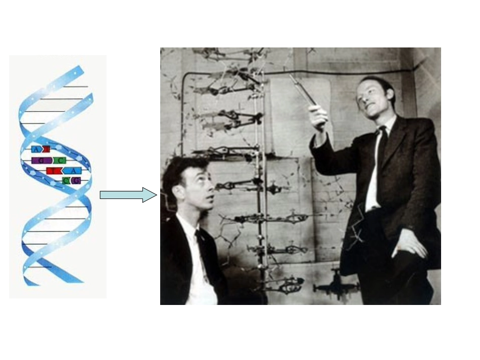 二基因表达的调控_第1页