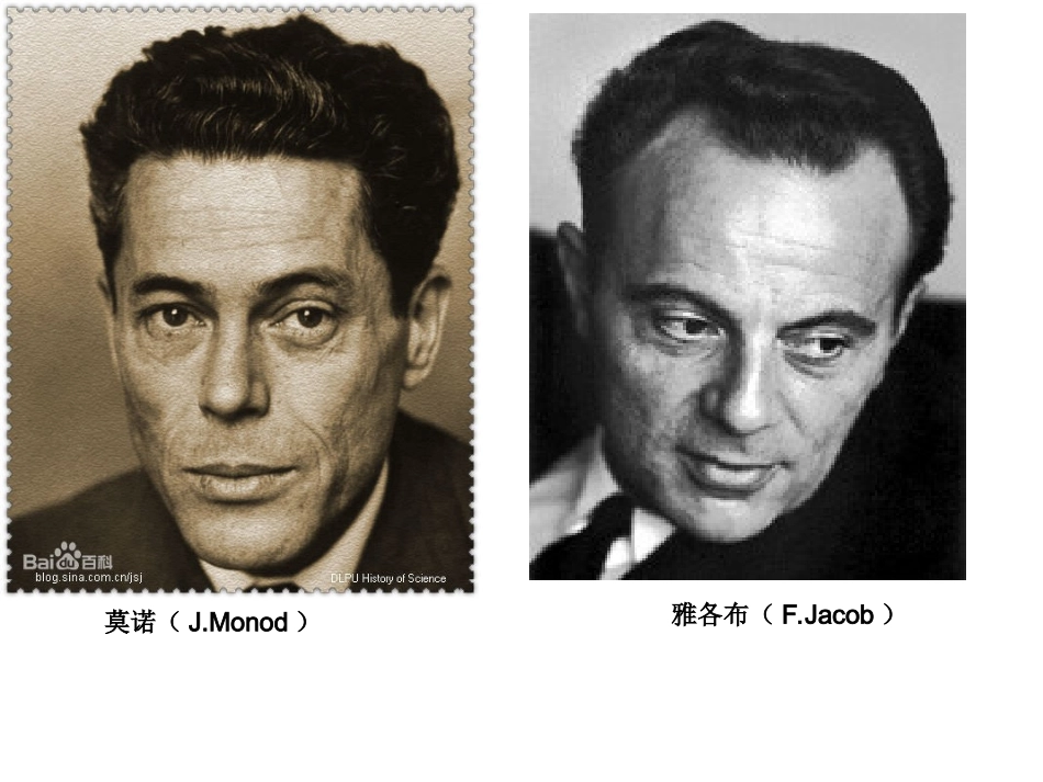 二基因表达的调控_第2页