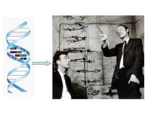 二基因表达的调控