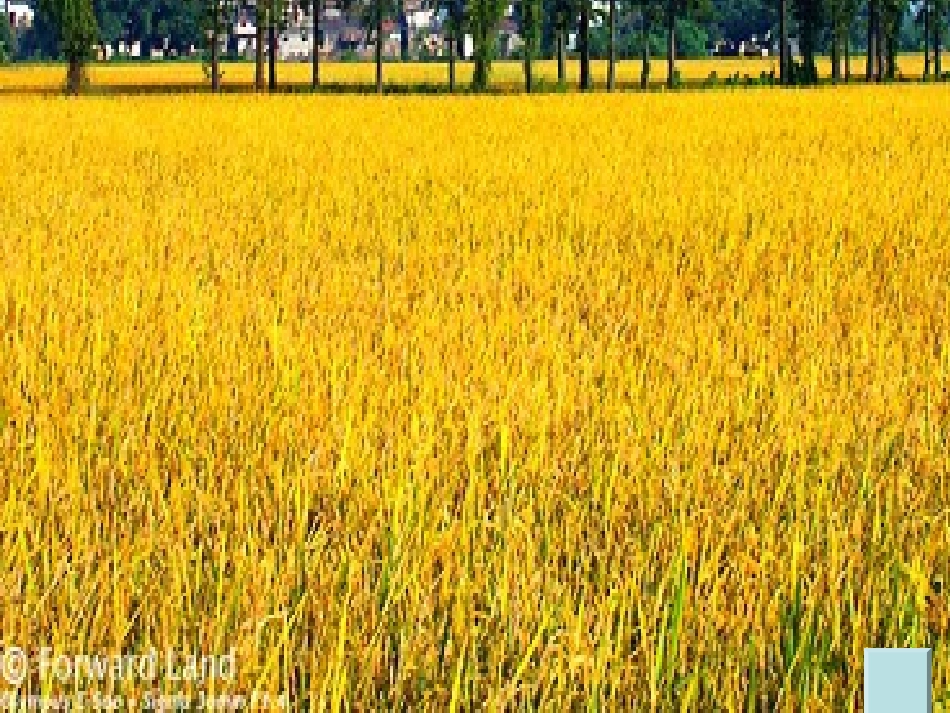 (长春版)三年级语文上册课件秋天来了1_第2页