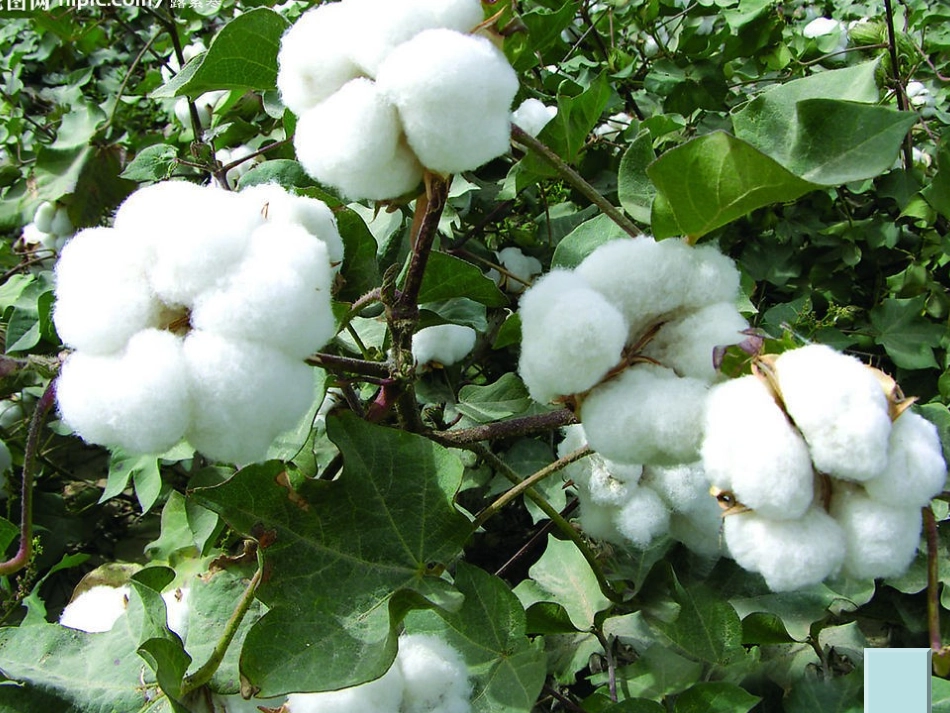 (长春版)三年级语文上册课件秋天来了1_第3页