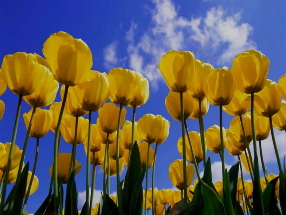 第4课-经济大危机_第1页