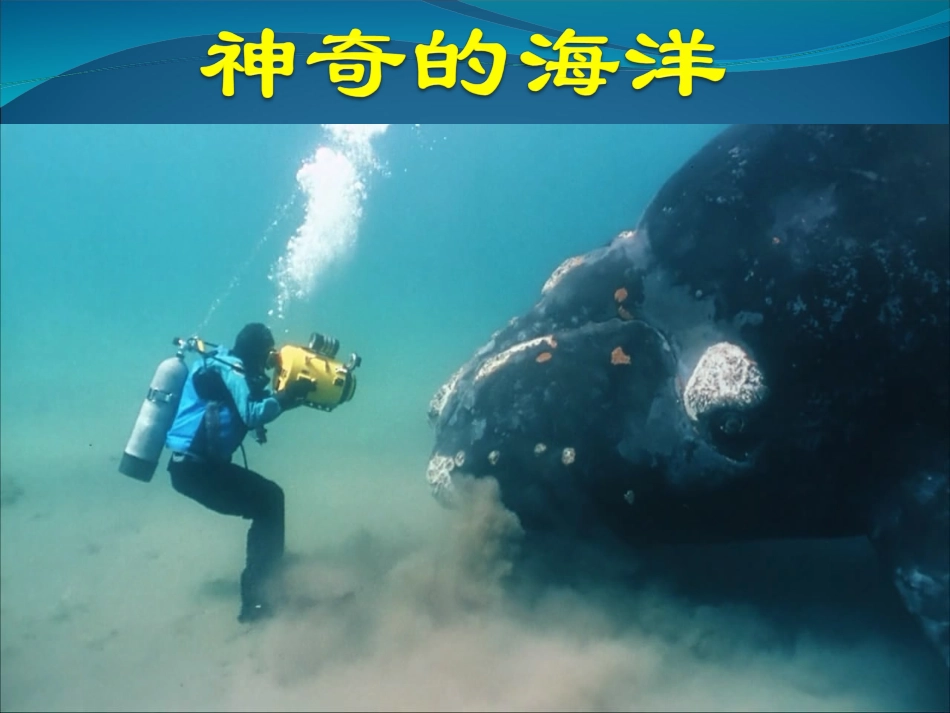 3.家乡生物资源调查及多样性保护-(2)_第1页