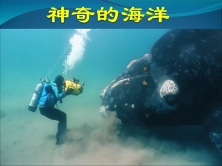 3.家乡生物资源调查及多样性保护-(2)