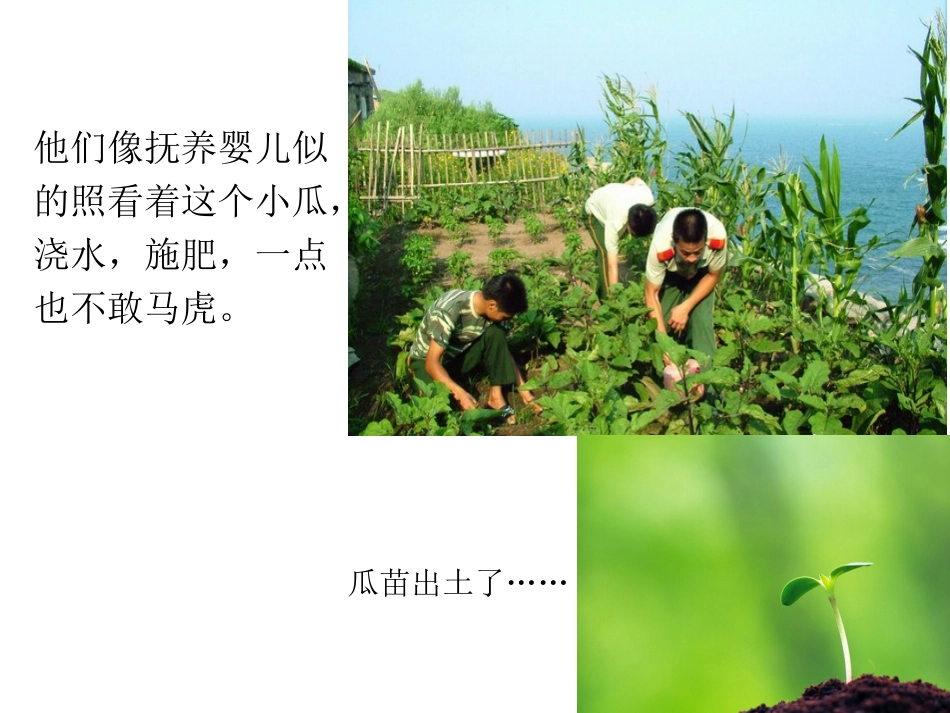 彩色的翅膀课件_第3页