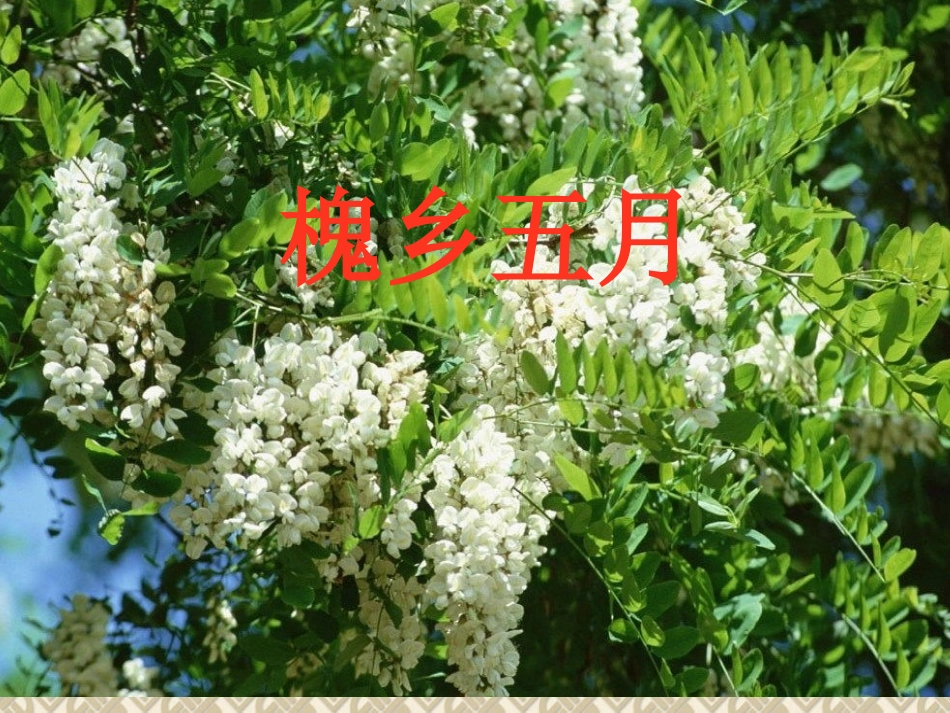 槐乡五月课件1_第1页