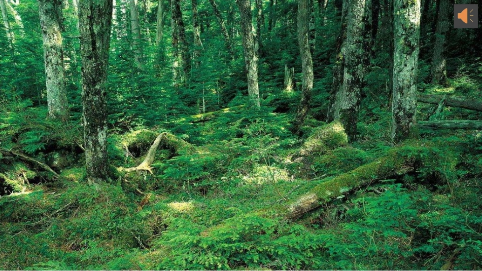 (演唱)银色的桦树林_第2页