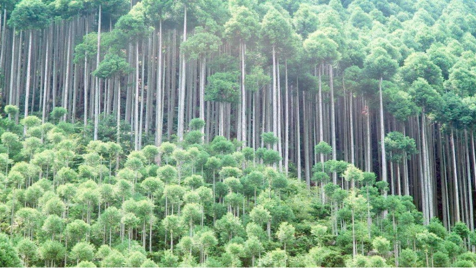 (演唱)银色的桦树林_第3页