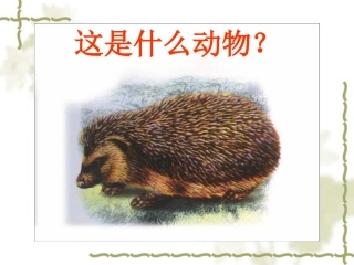 珍奇稀有的动物——针鼹