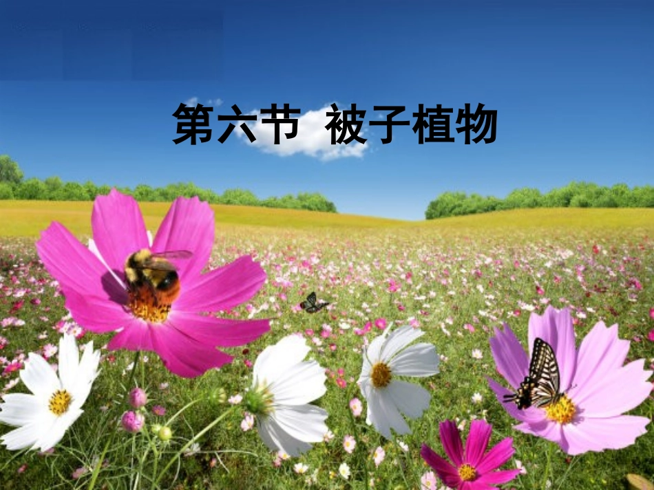 第五节裸子植物_第1页