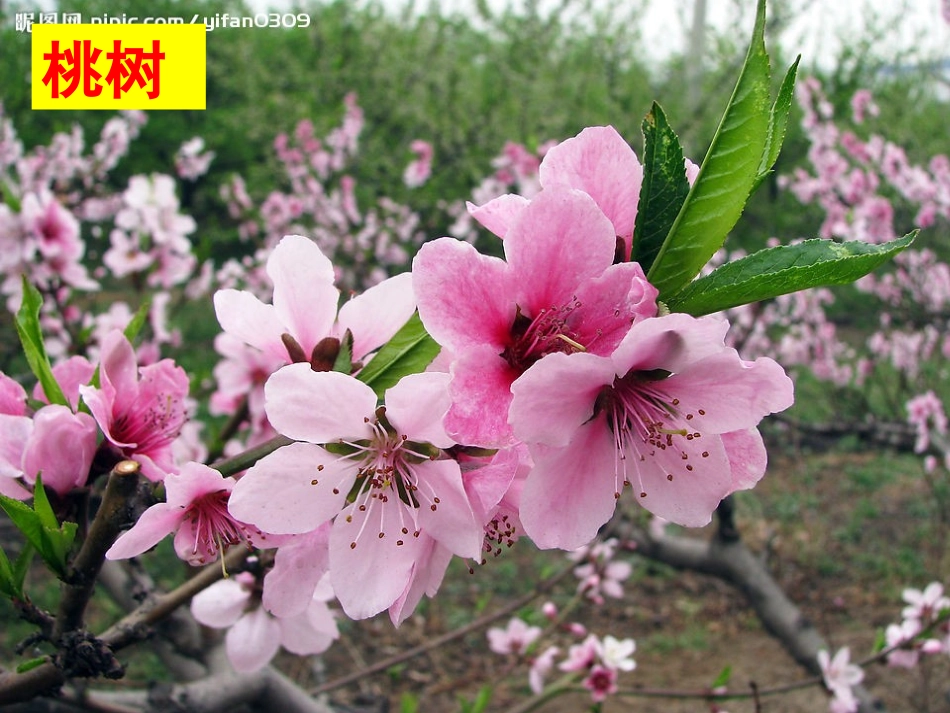 第五节裸子植物_第2页