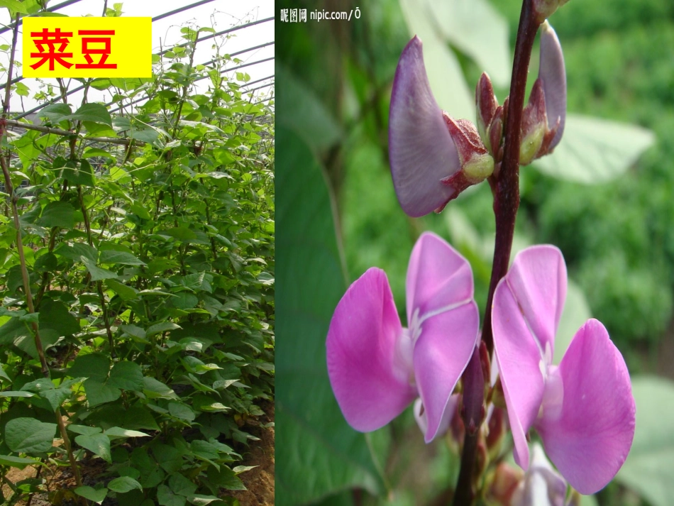 第五节裸子植物_第3页