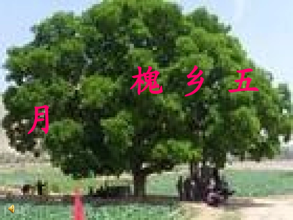 槐乡五月公开课_第1页